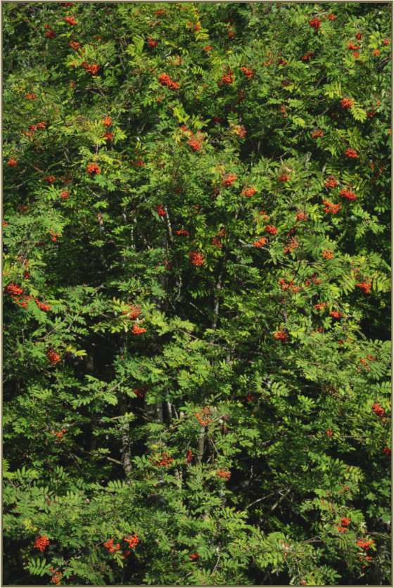 Main image Red Dots