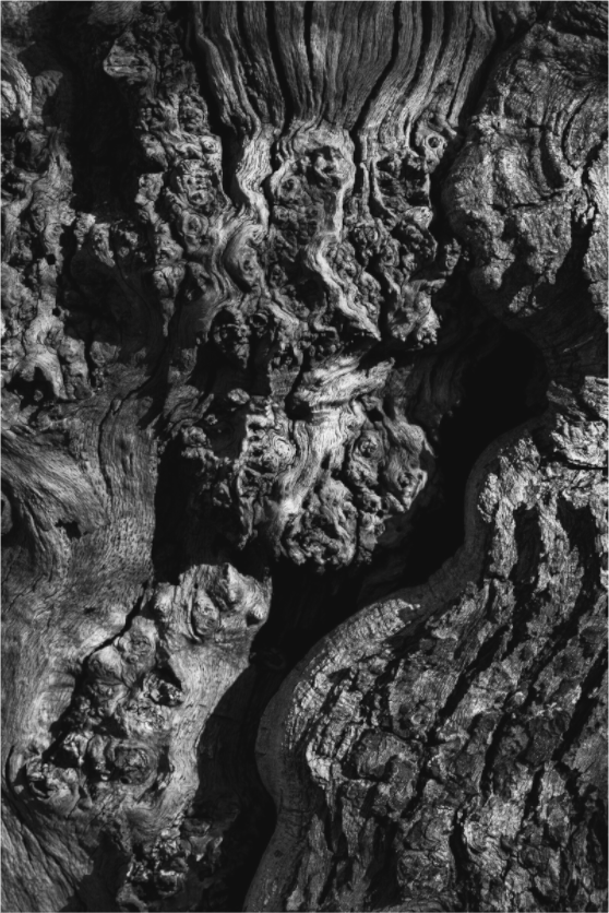 Main image Tree skin