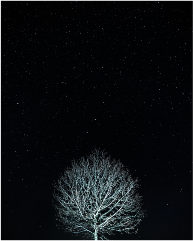 Main image Tree at night