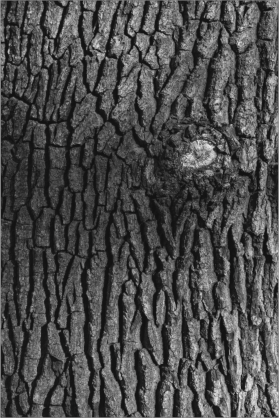Main image Tree skin 2