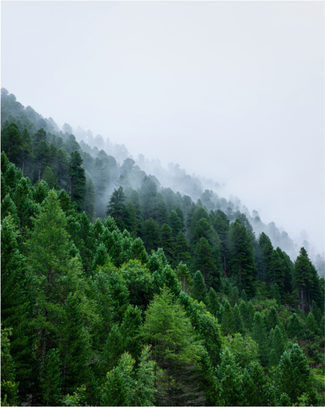Main image Trees lined slope
