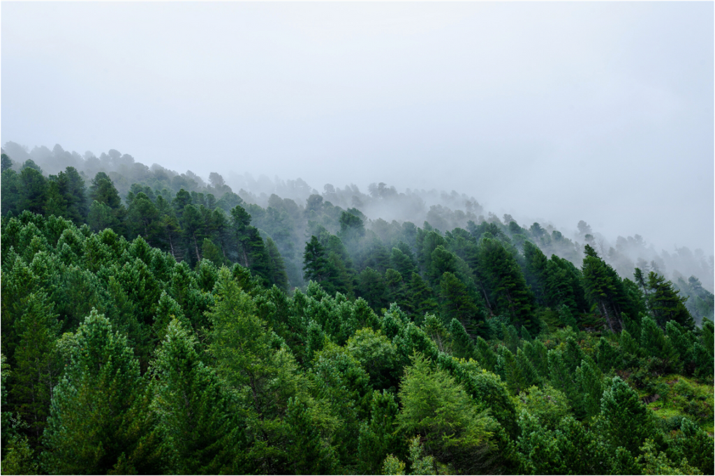 Main image Trees lined slope 2